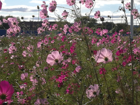 格桑花