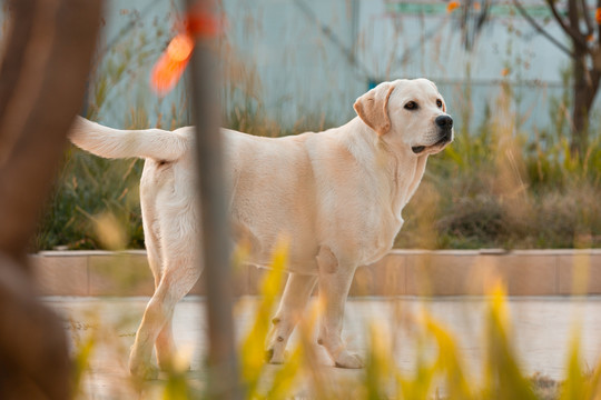 拉布拉多幼犬