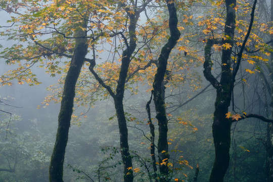 峨眉山雷洞坪初秋