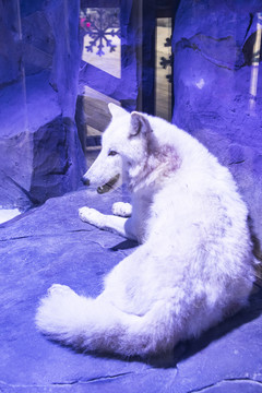 极地动物北极狼