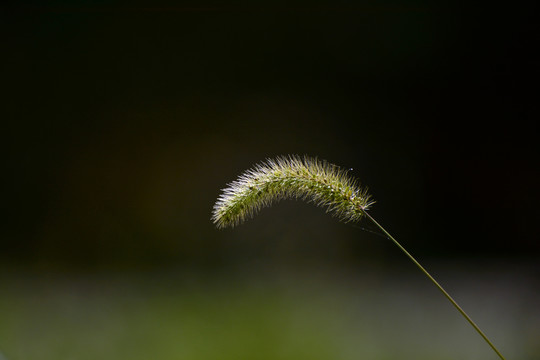 狗尾巴草