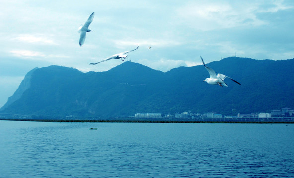 海鸥