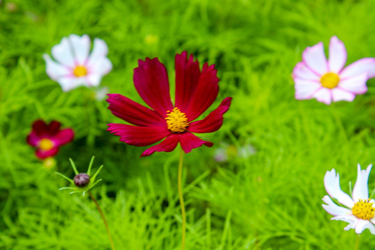格桑花