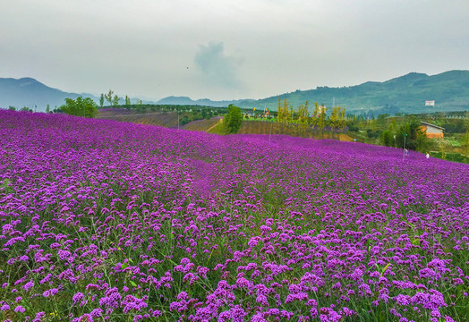 黔北花海杉坪花海