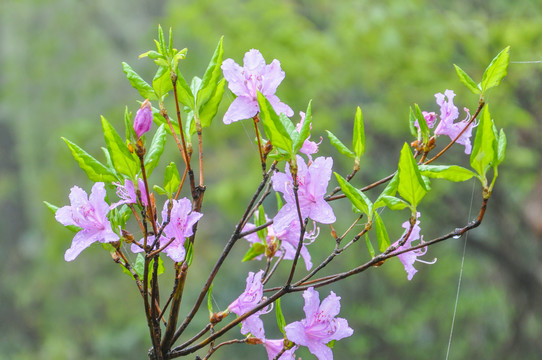 满山红