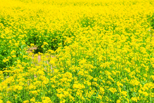 油菜