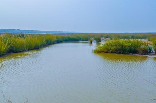 上海崇明东滩湿地