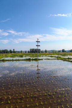 稻田监控