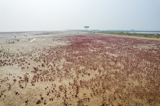 东营垦利红滩湿地滨海公园