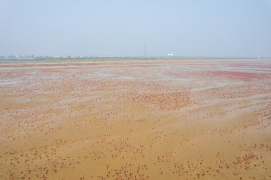 东营垦利红滩湿地滨海公园