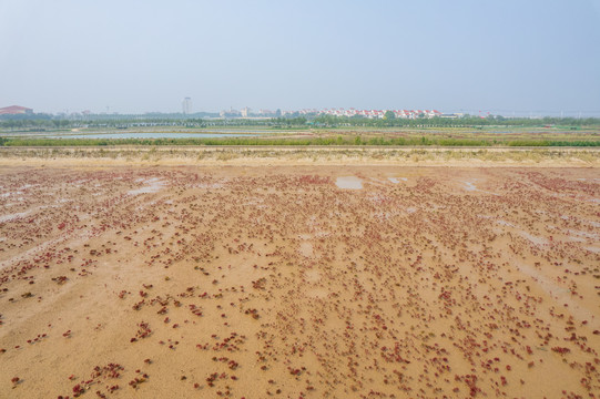 东营垦利红滩湿地滨海公园