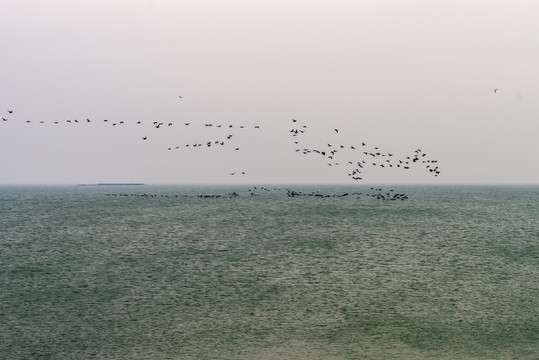 东营孤岛湿地拍鸟