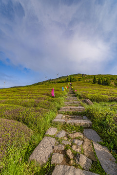 浙江东阳东白山梯田