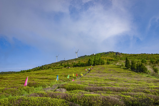 浙江东阳东白山梯田