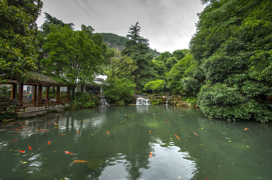 浙江兰溪地下长河水池锦鲤