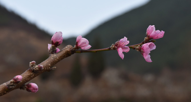 十里桃花