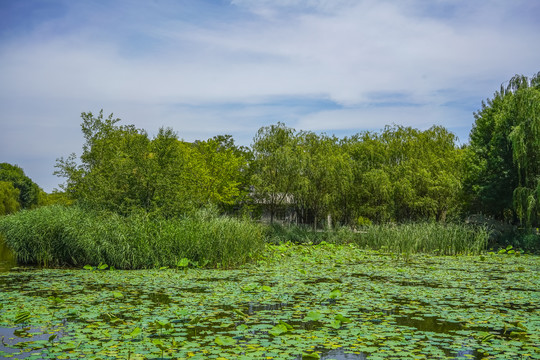 宁园绿色湿地景观