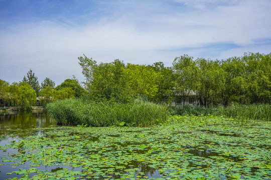 宁园绿色湿地景观