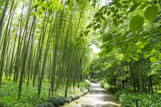 阳光竹林