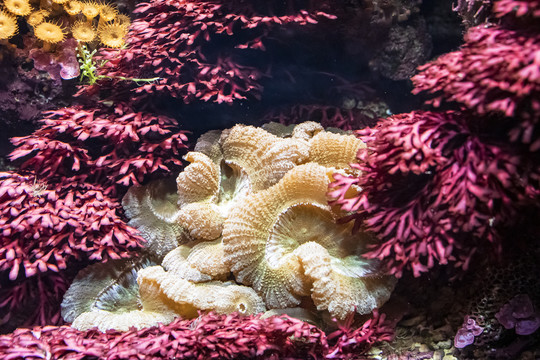 海生腔肠动物珊瑚虫