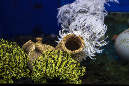 海洋生物红葡萄藻