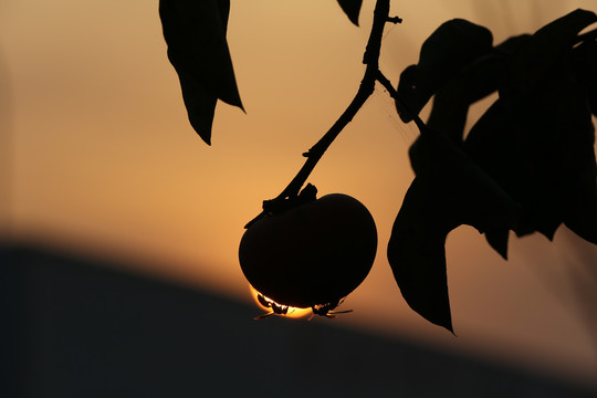 夕阳下柿子上的一对马蜂剪影