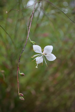 山桃草花