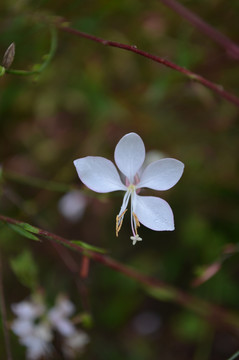 山桃草花