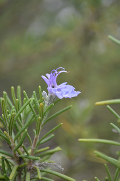 小紫花