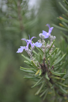 小紫花