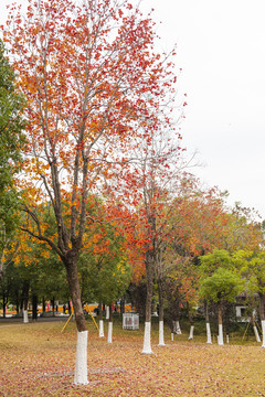 秋天的枫叶树