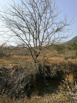 美丽景色