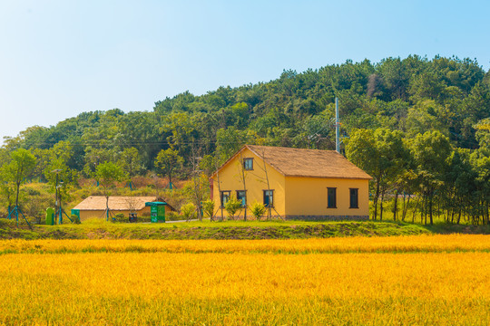 乡村稻田