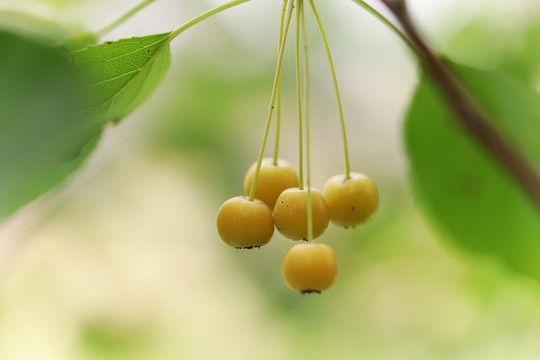 山荆子