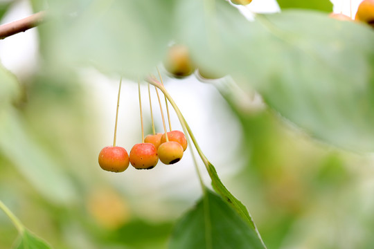 山荆子