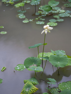 雨中荷花