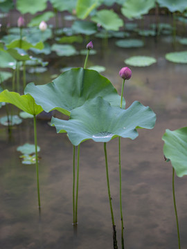 雨中荷花