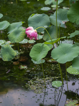 荷花