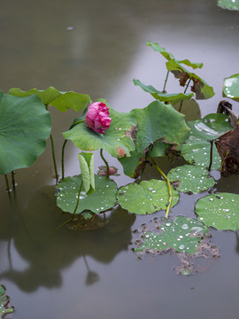 荷花