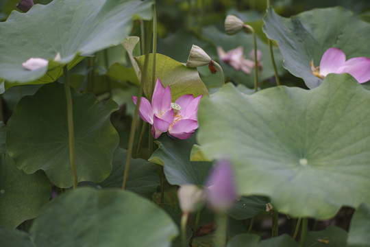 荷花