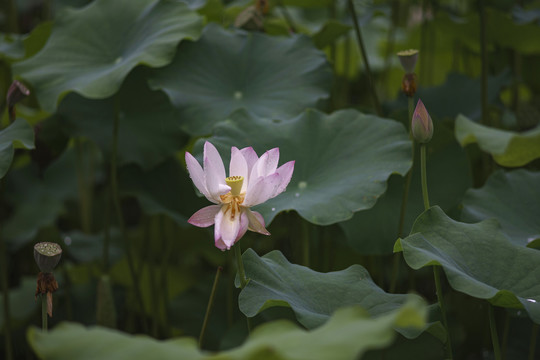 荷花