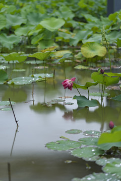 荷花