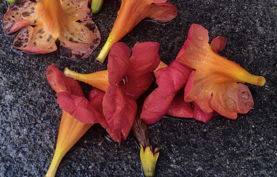 雨中凋败的凌霄花