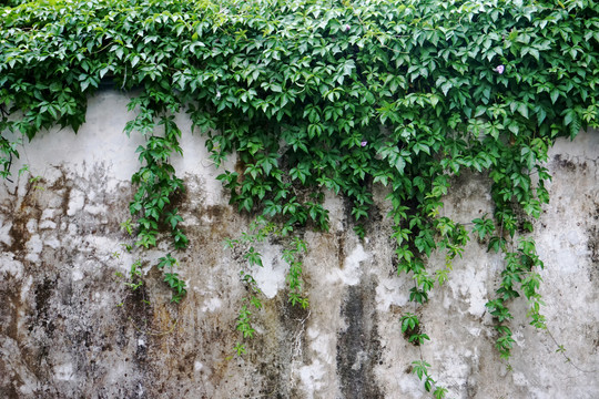 斑驳墙壁绿植