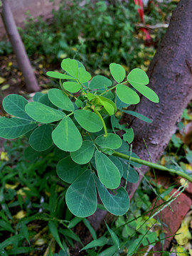 绿植物