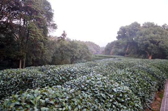 杭州九溪茶叶种植基地