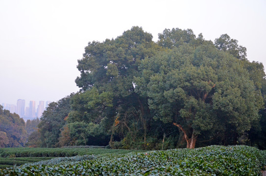 香樟树