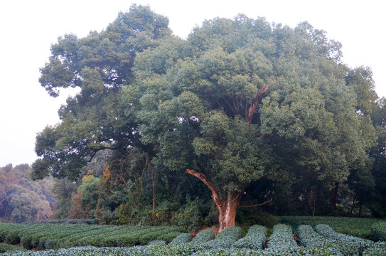 香樟树