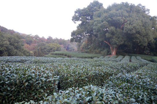 杭州九溪茶叶种植基地