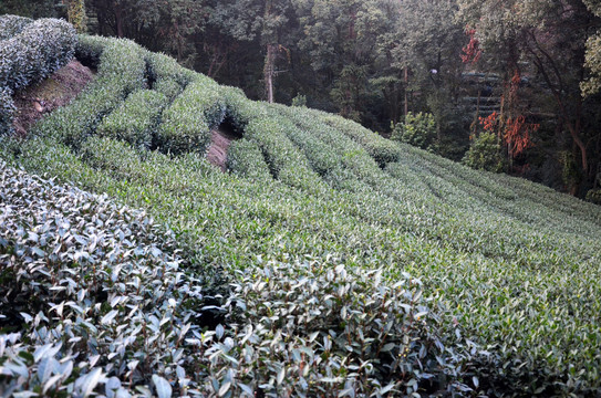 杭州九溪茶叶种植基地